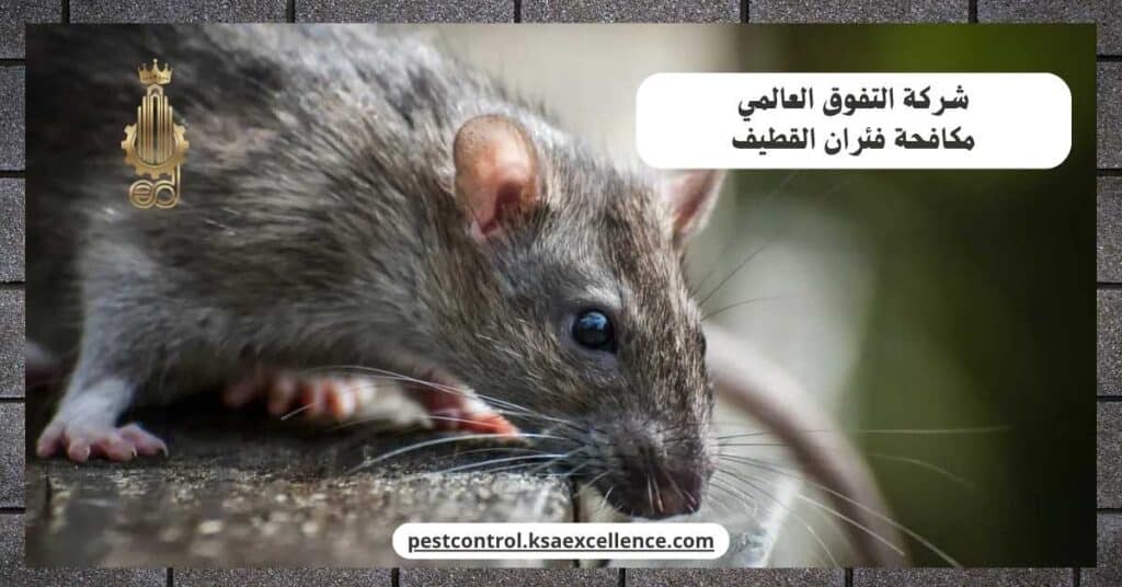 شركة مكافحة فئران بالقطيف