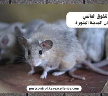 مكافحة فئران المدينة المنورة