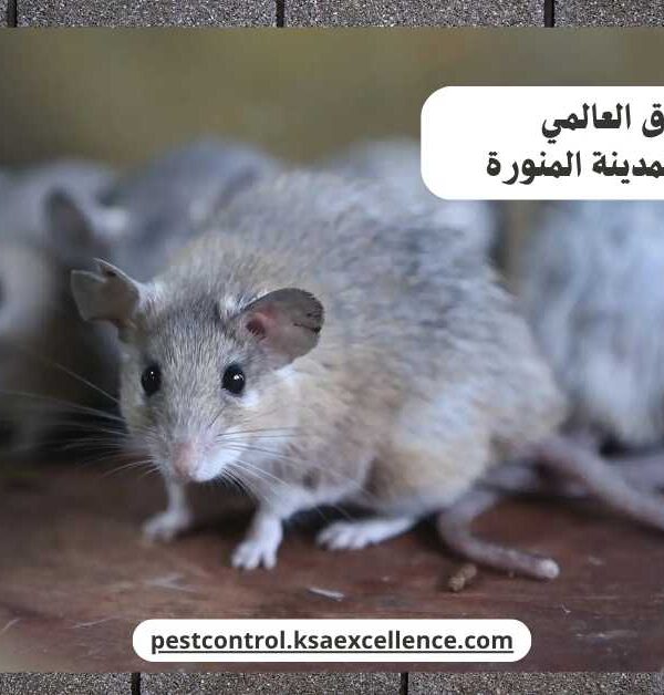 مكافحة فئران المدينة المنورة