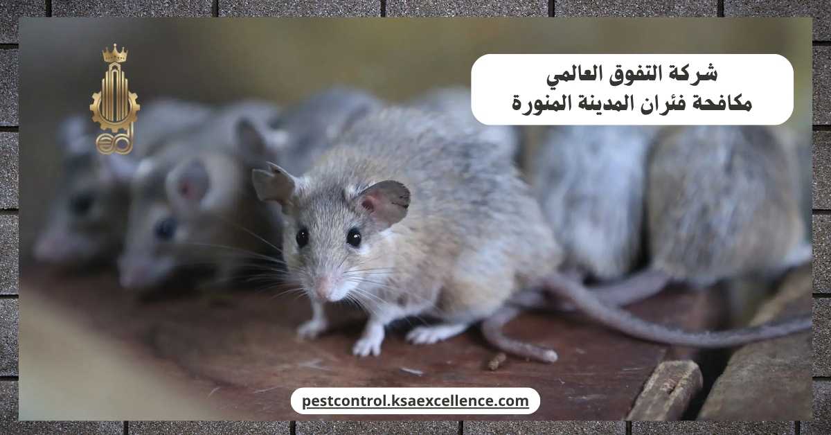 مكافحة فئران المدينة المنورة