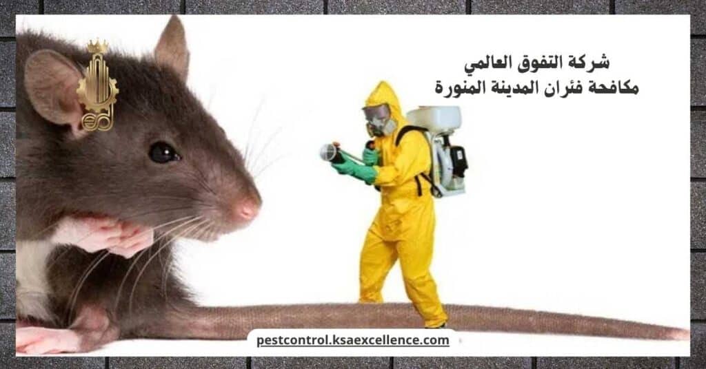 شركة مكافحة فئران بالمدينة المنورة