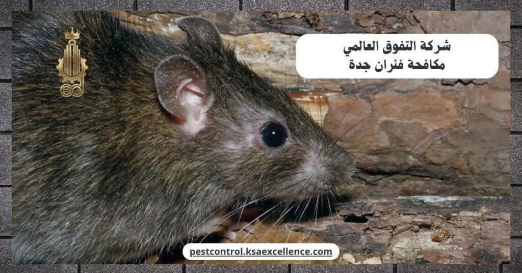 مكافحة فئران جدة