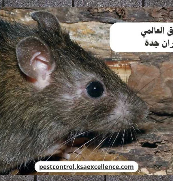 مكافحة فئران جدة