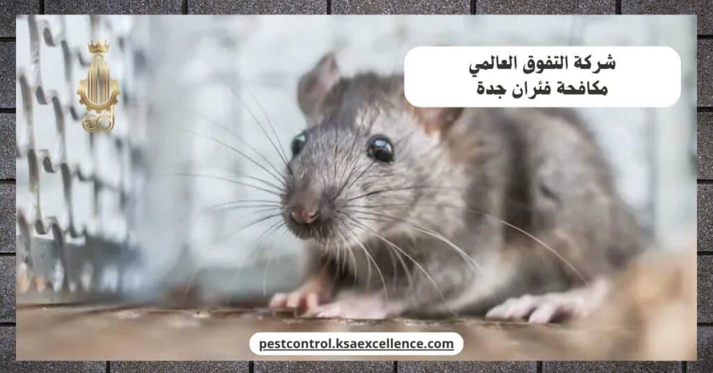 شركة مكافحة فئران بجدة