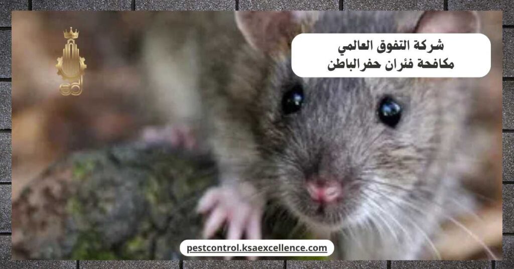 مكافحة فئران حفرالباطن