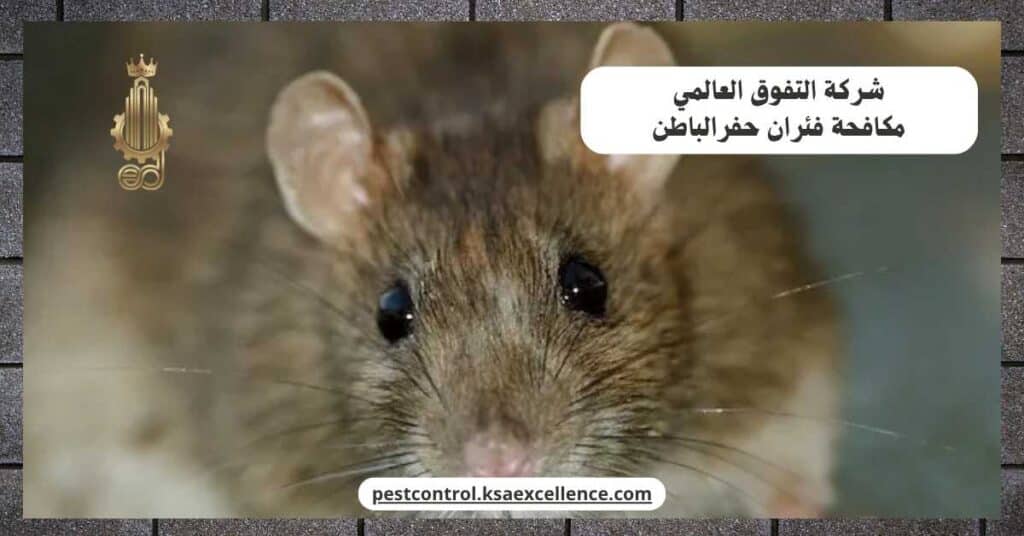 مكافحة فئران بحفرالباطن