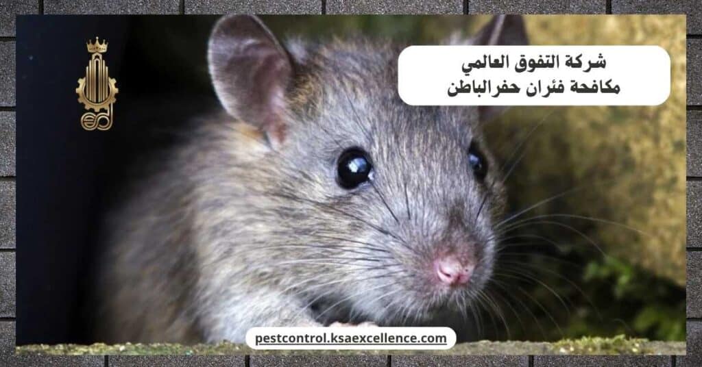 شركة مكافحة فئران بحفرالباطن