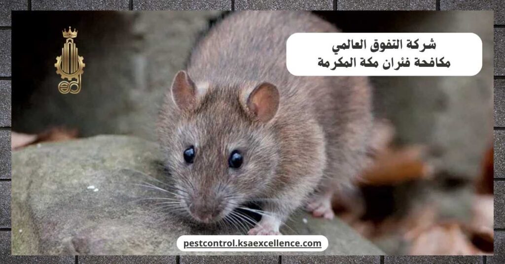 مكافحة فئران مكة المكرمة