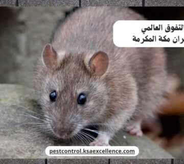 مكافحة فئران مكة المكرمة