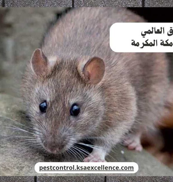 مكافحة فئران مكة المكرمة