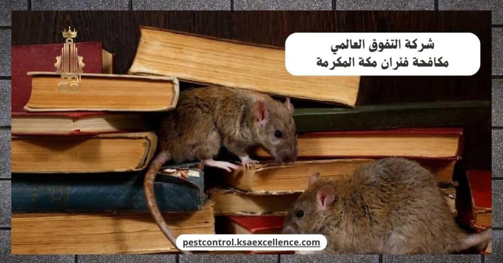 مكافحة فئران بمكة المكرمة