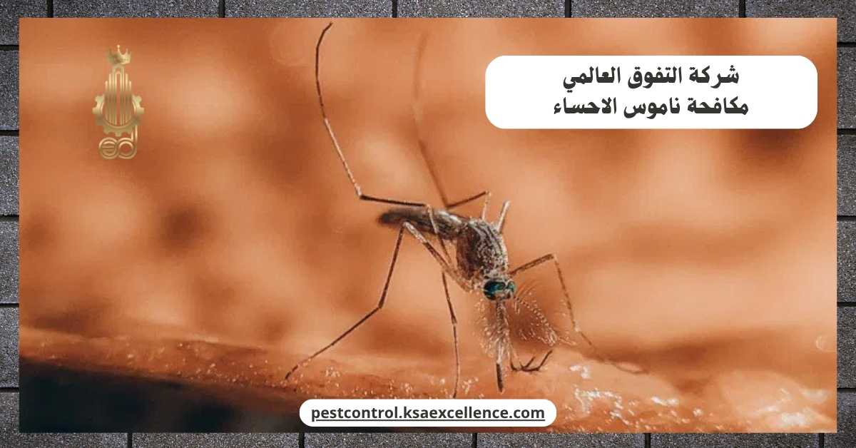 مكافحة ناموس الاحساء