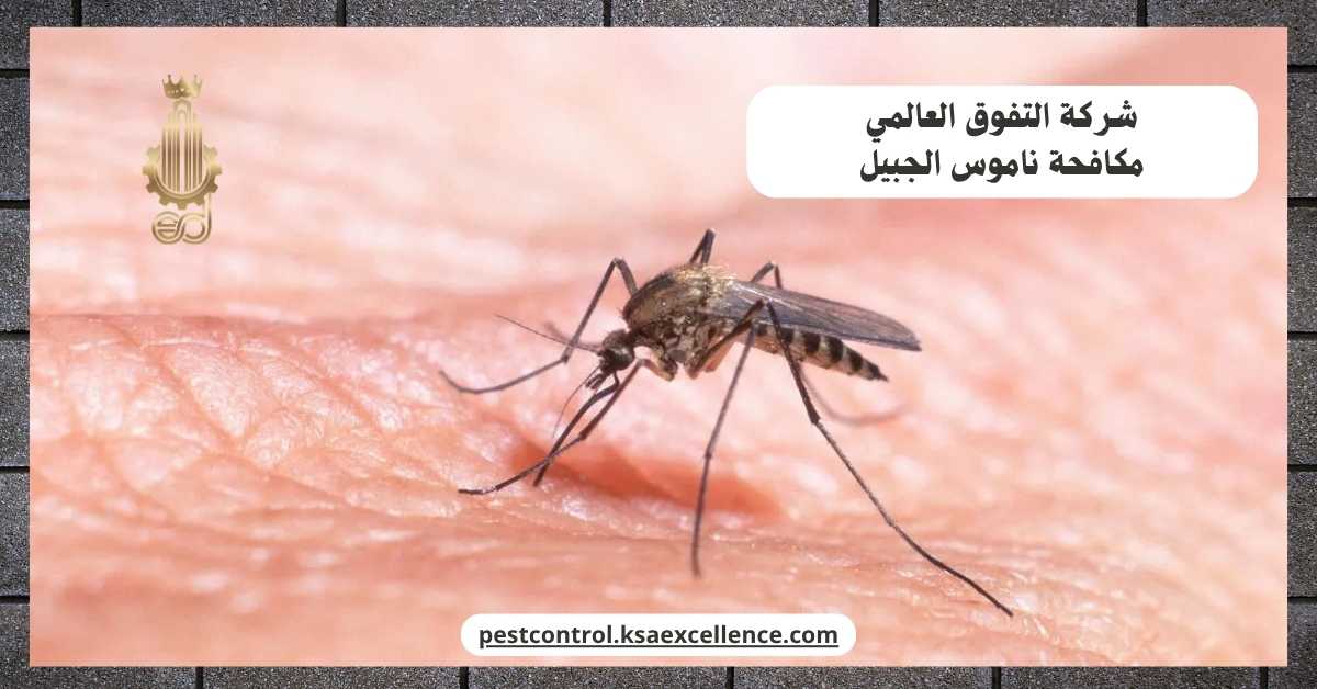 مكافحة ناموس الجبيل