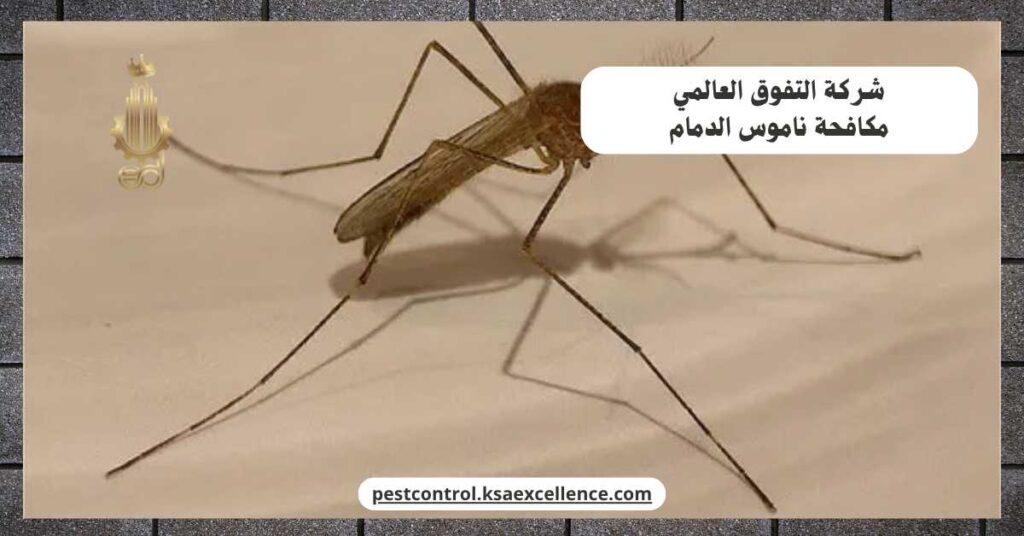 مكافحة ناموس الدمام