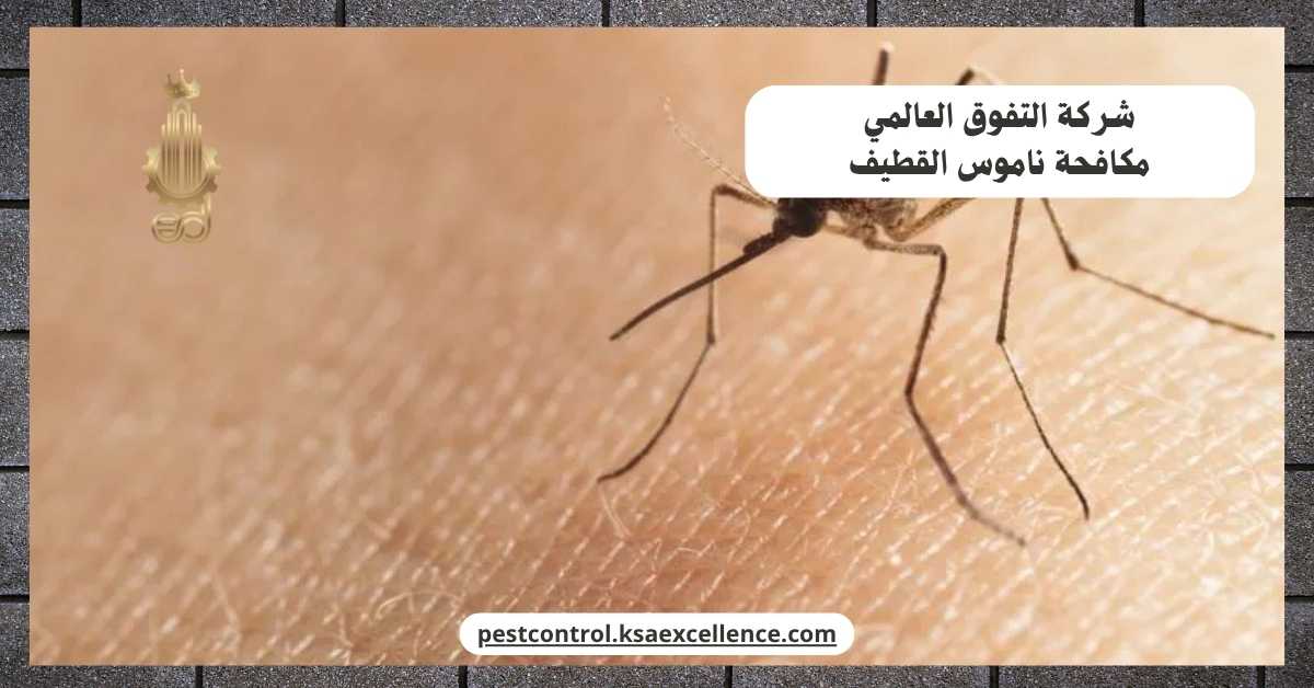 مكافحة ناموس القطيف