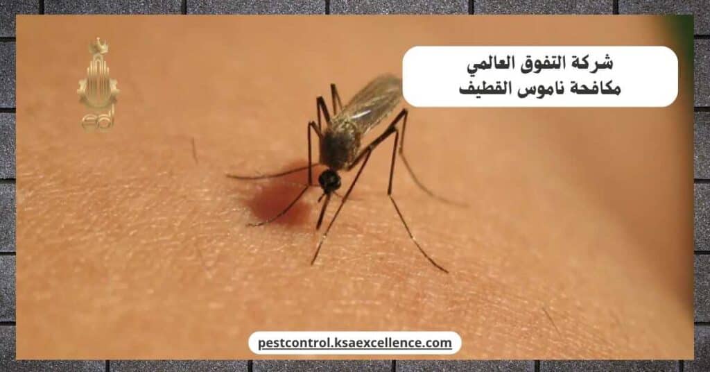 مكافحة ناموس بالقطيف