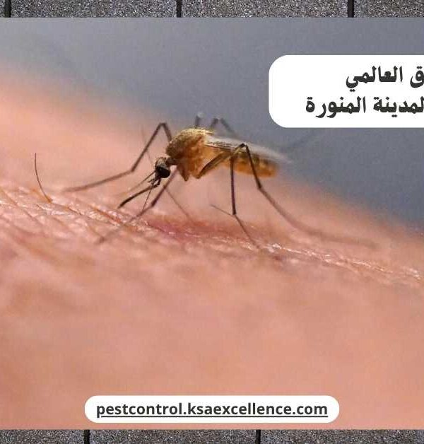 مكافحة ناموس المدينة المنورة