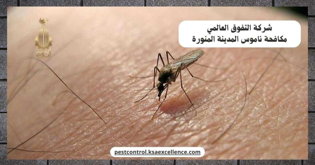 مكافحة ناموس بالمدينة المنورة
