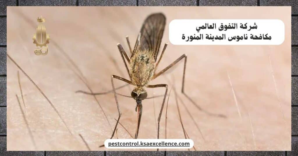 شركة مكافحة ناموس بالمدينة المنورة