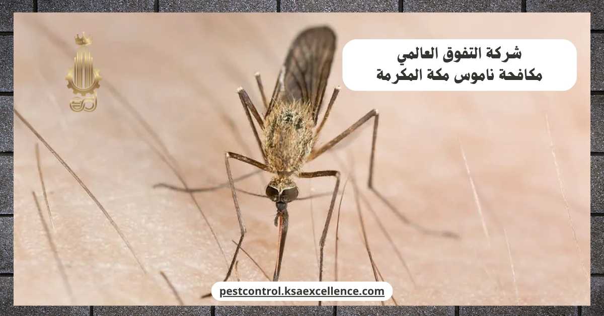 مكافحة ناموس مكة المكرمة