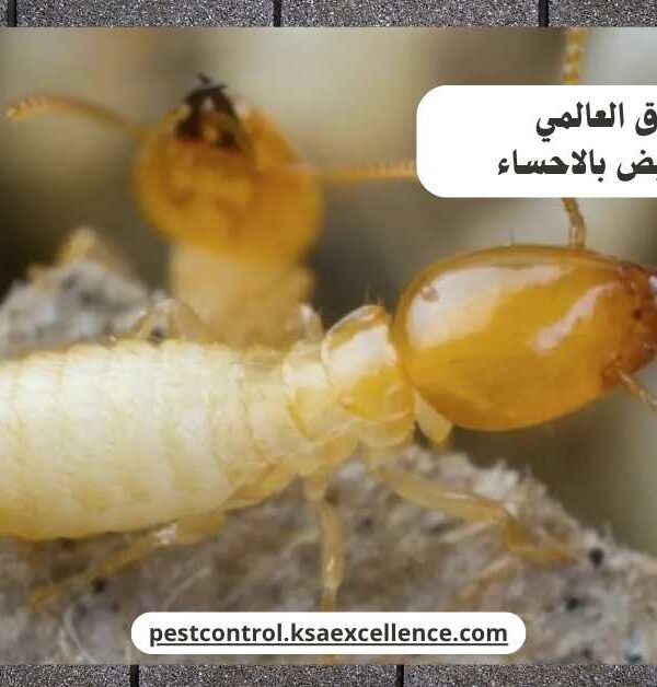 مكافحة نمل ابيض بالاحساء