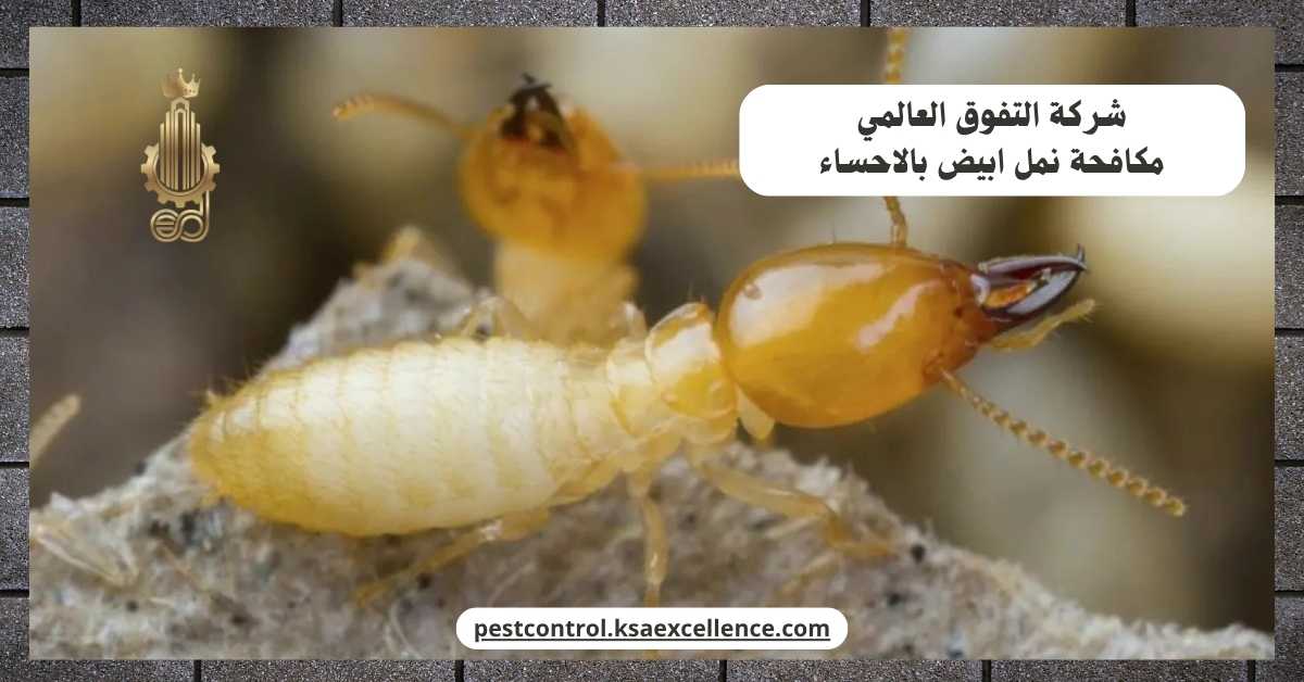 مكافحة نمل ابيض بالاحساء