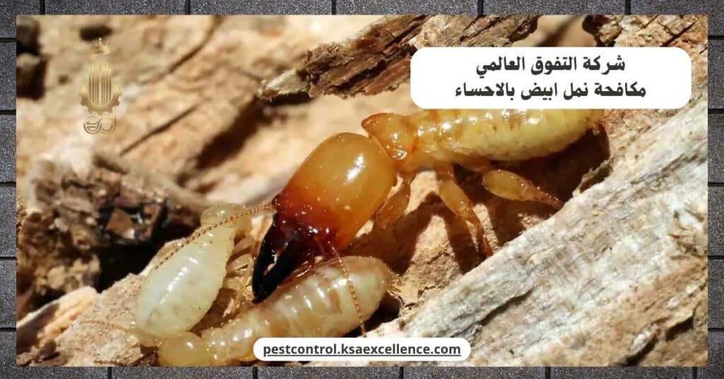 مكافحة نمل ابيض بالاحساء