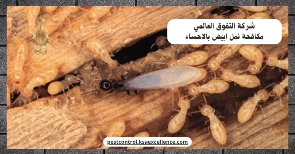 مكافحة نمل ابيض بالاحساء