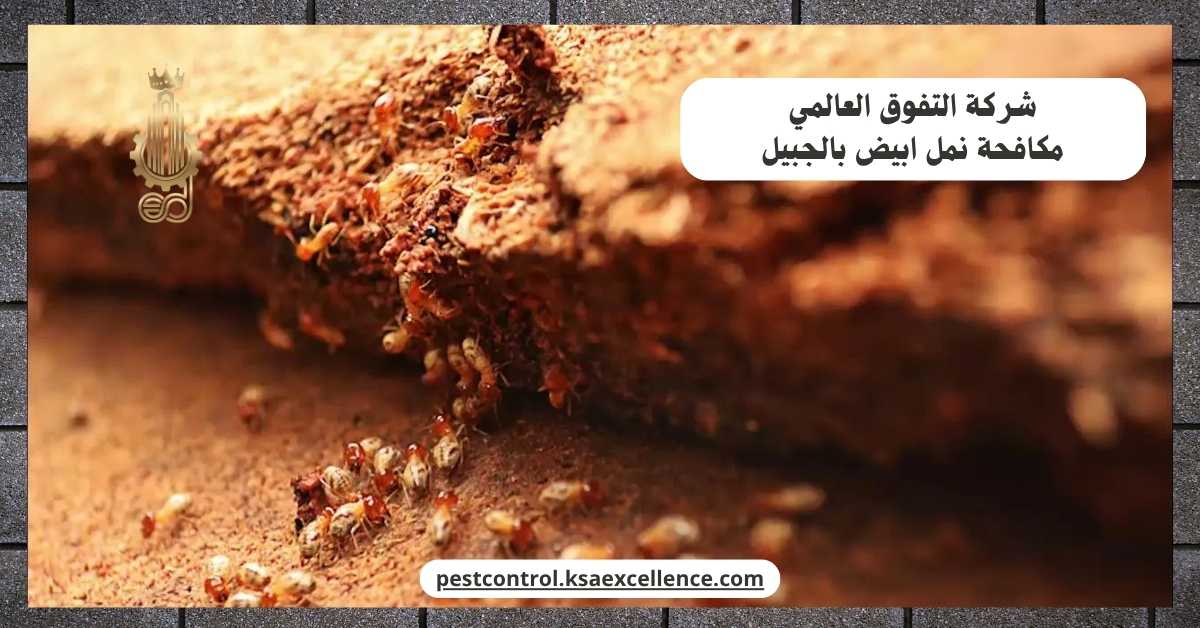 مكافحة نمل ابيض بالجبيل