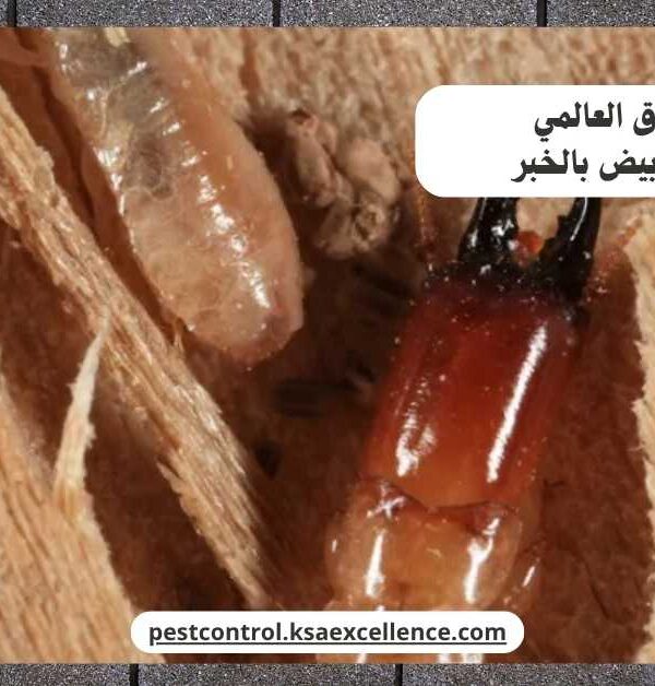 مكافحة نمل ابيض بالخبر