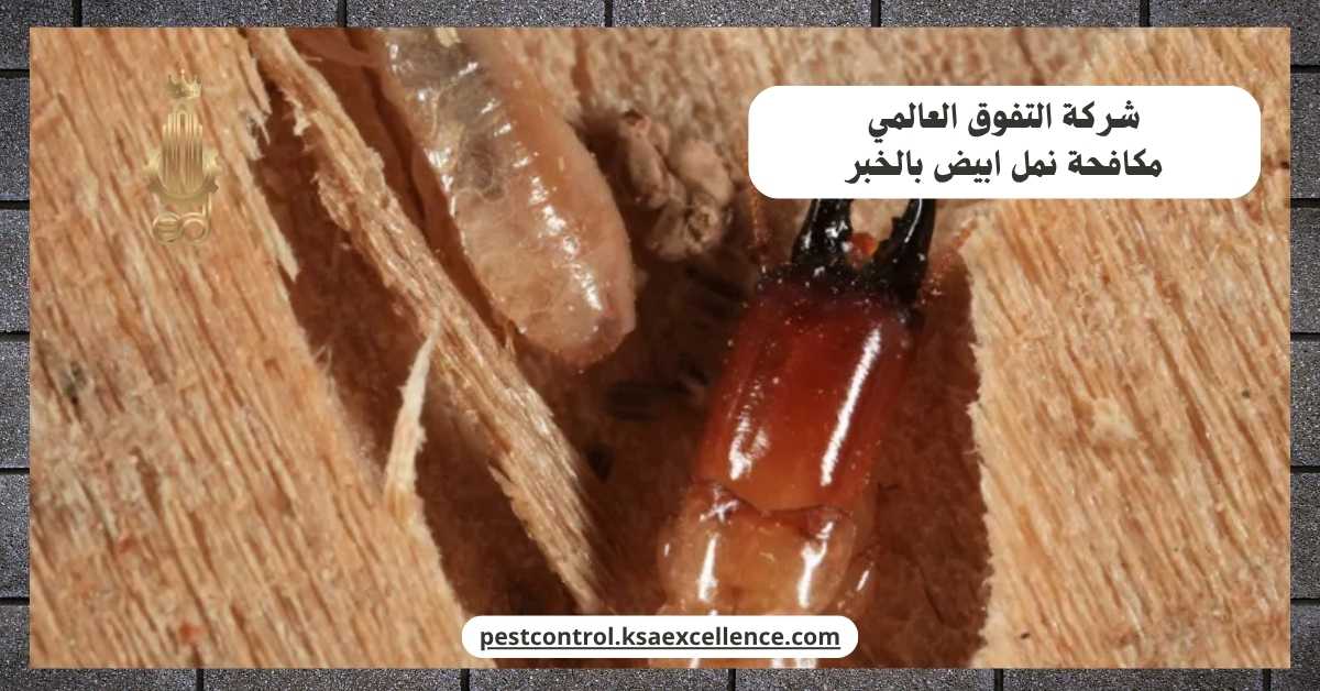 مكافحة نمل ابيض بالخبر