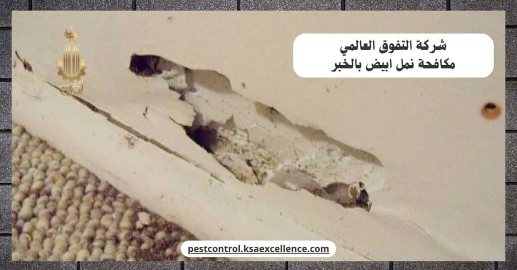 مكافحة نمل ابيض بالخبر