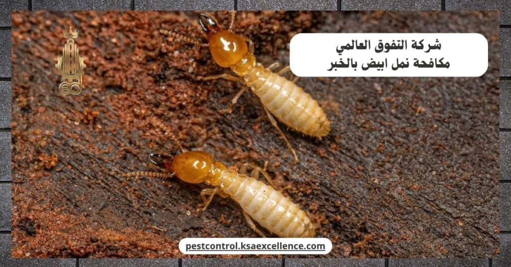 مكافحة نمل ابيض بالخبر