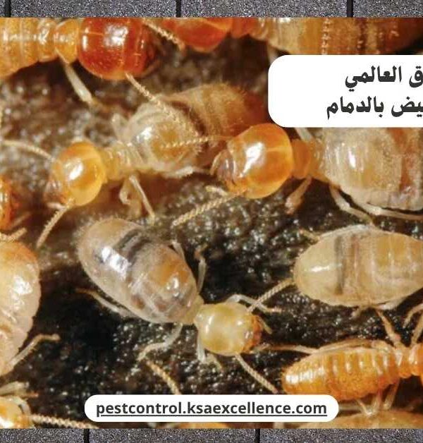 مكافحة نمل ابيض بالدمام