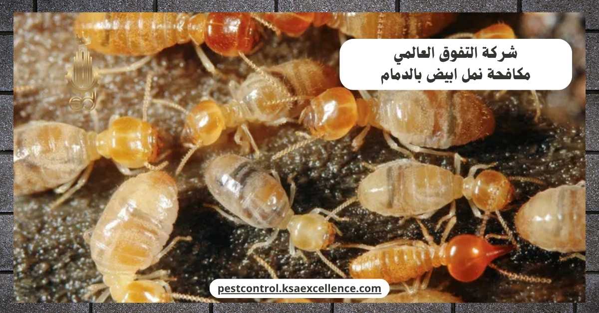 مكافحة نمل ابيض بالدمام