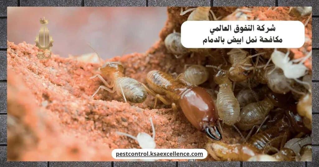 مكافحة نمل ابيض بالدمام