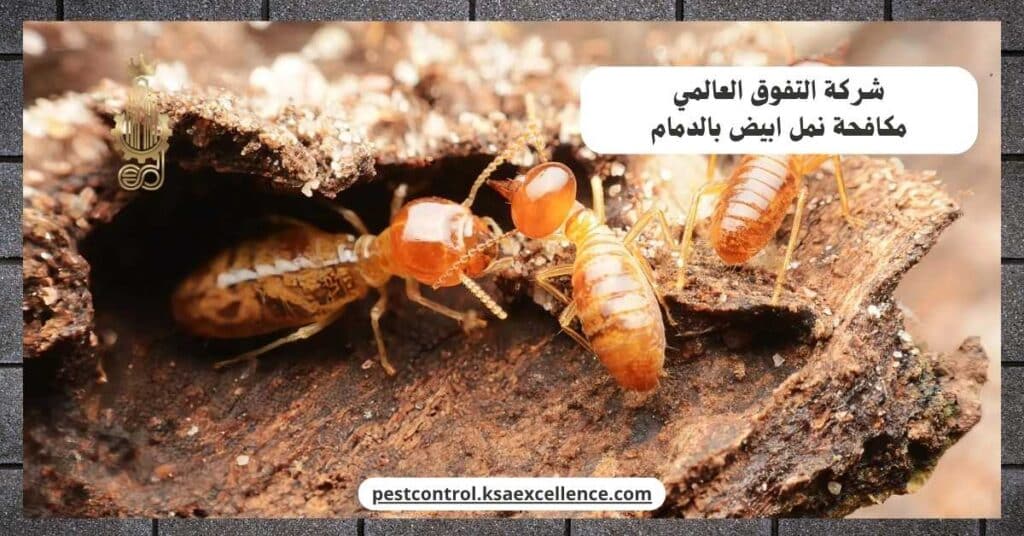 مكافحة نمل ابيض بالدمام