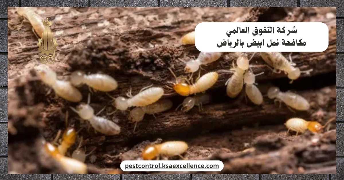 مكافحة نمل ابيض بالرياض