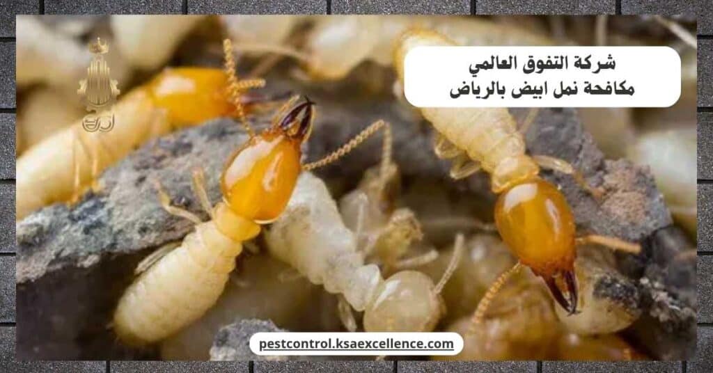 مكافحة نمل ابيض بالرياض