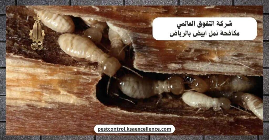 مكافحة نمل ابيض بالرياض
