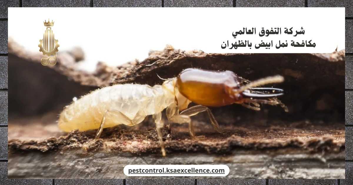 مكافحة نمل ابيض بالظهران