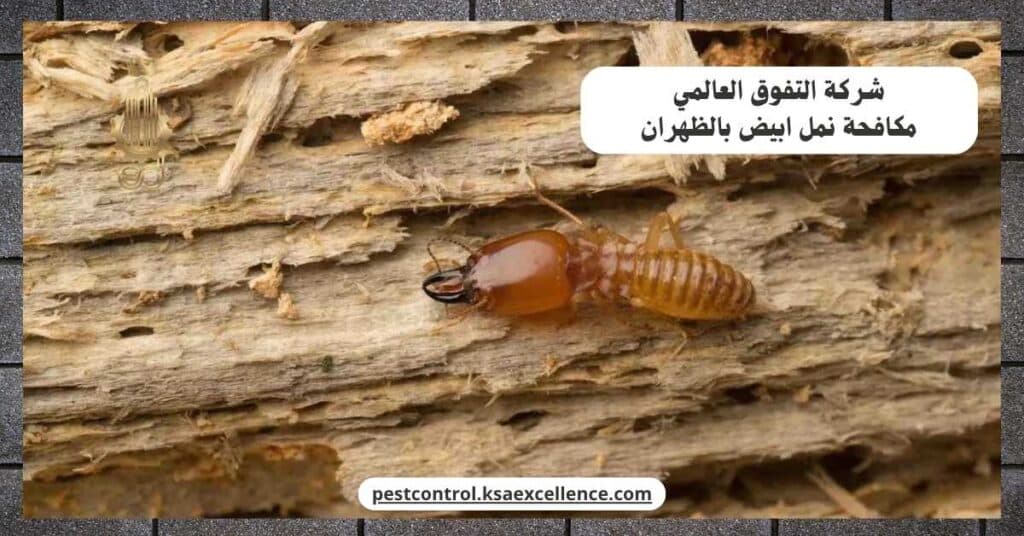 مكافحة نمل ابيض بالظهران