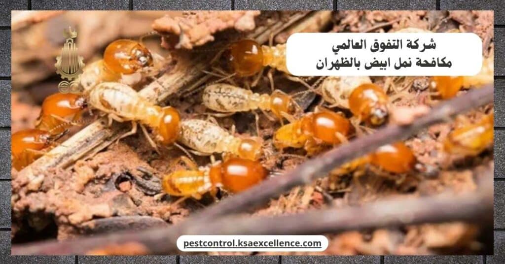 مكافحة نمل ابيض بالظهران