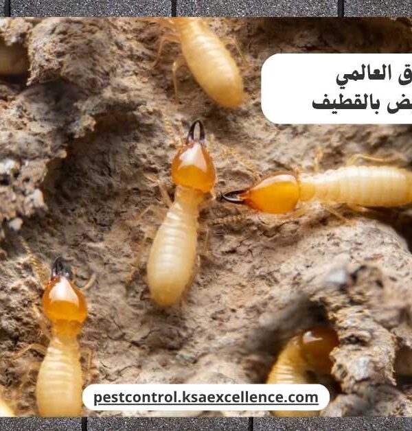 مكافحة نمل ابيض بالقطيف