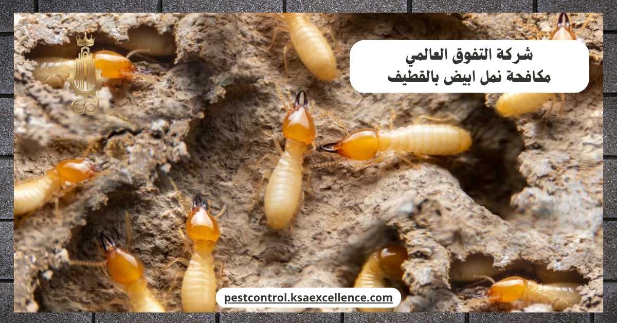 مكافحة نمل ابيض بالقطيف