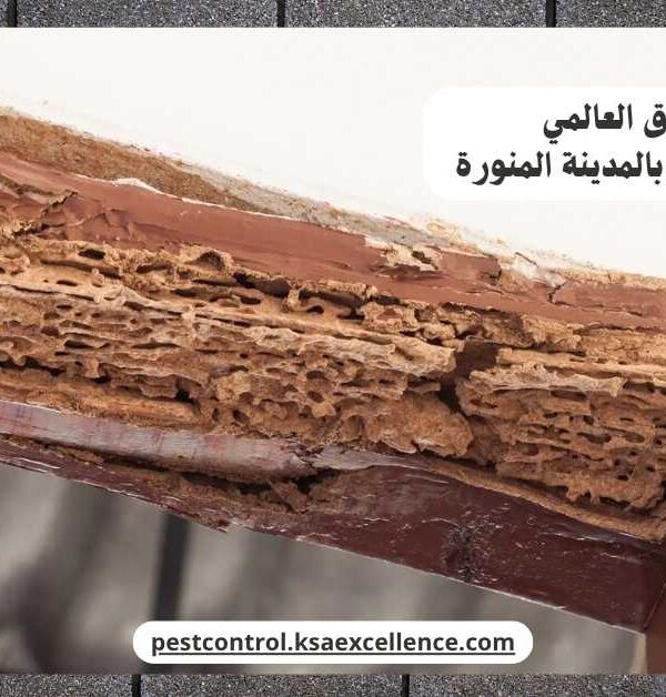 مكافحة نمل ابيض بالمدينة المنورة