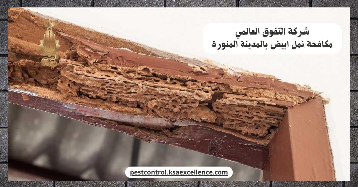 مكافحة نمل ابيض بالمدينة المنورة