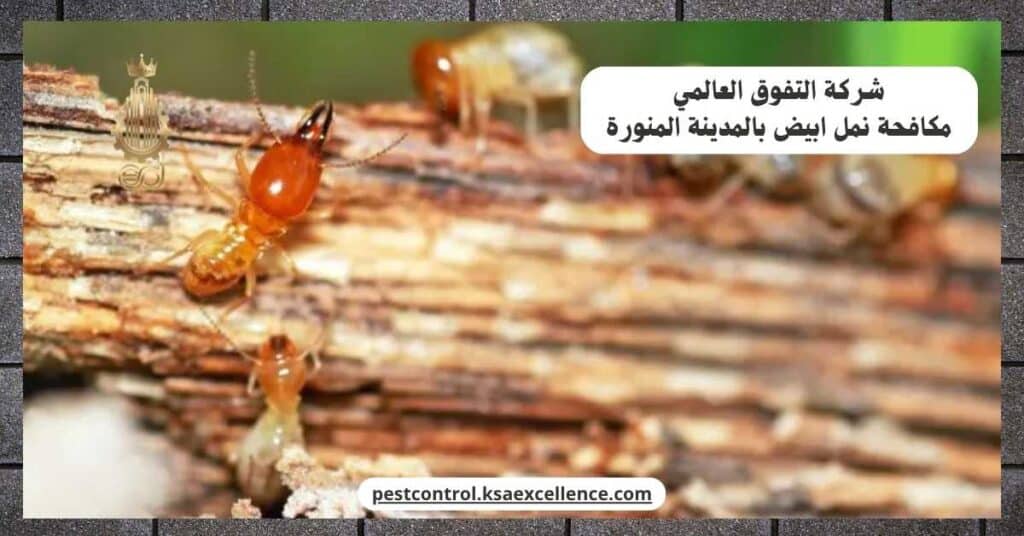 مكافحة نمل ابيض بالمدينة المنورة