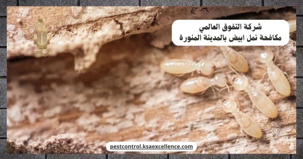 مكافحة نمل ابيض بالمدينة المنورة