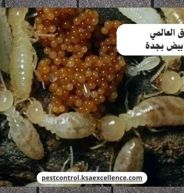 مكافحة نمل ابيض بجدة